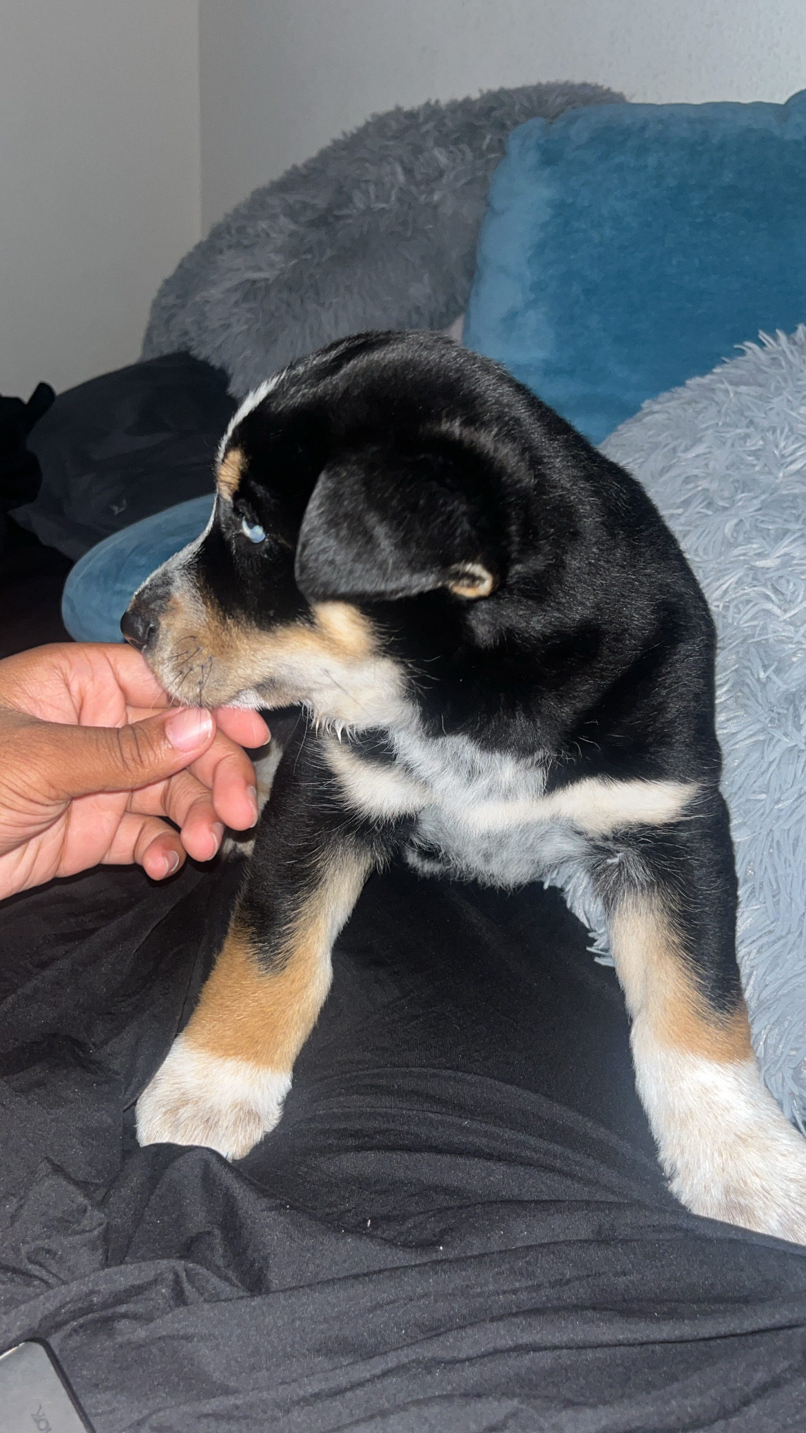 Rotwiler husky mix puppy’s