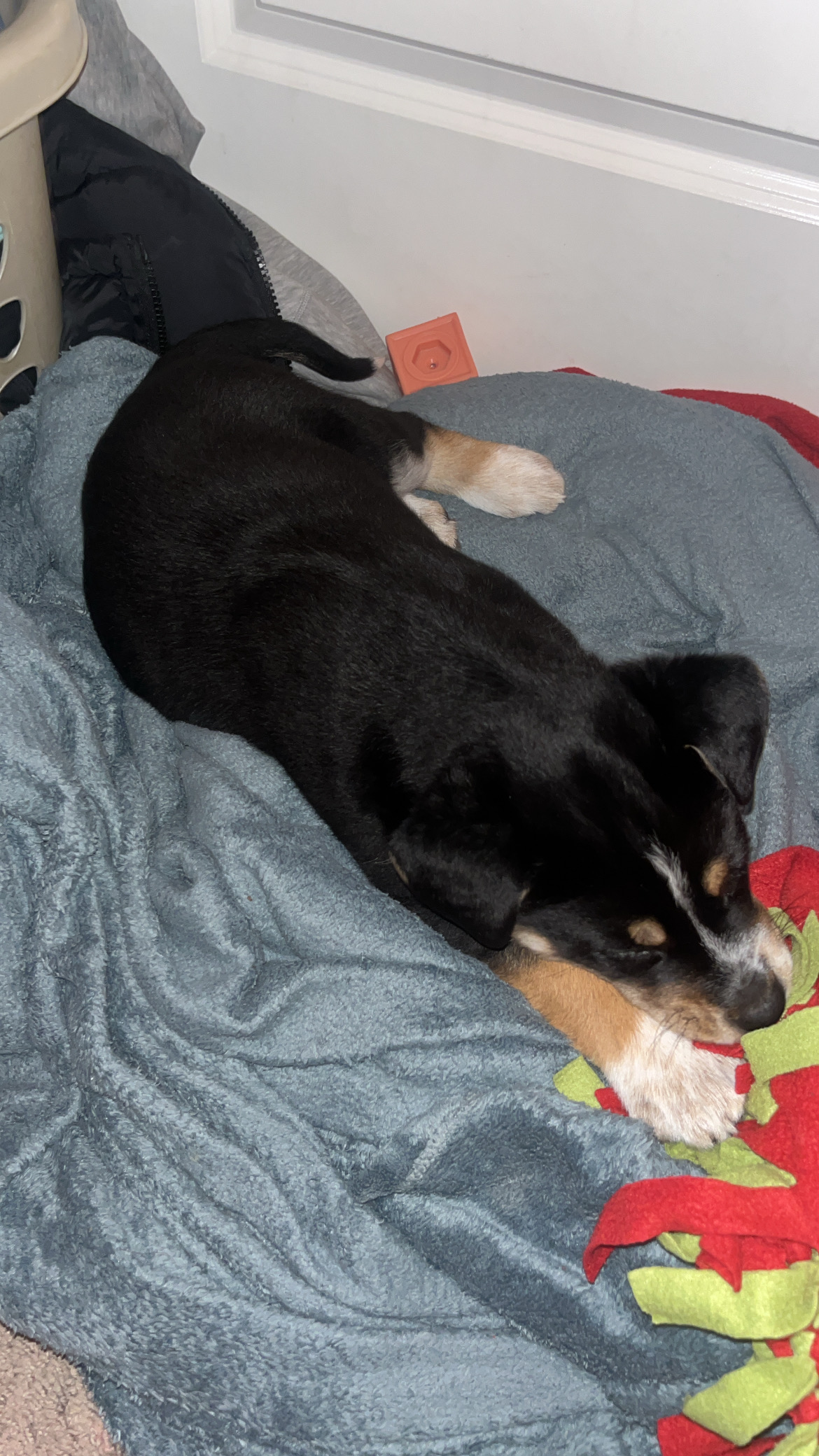 Rotwiler husky mix puppy’s