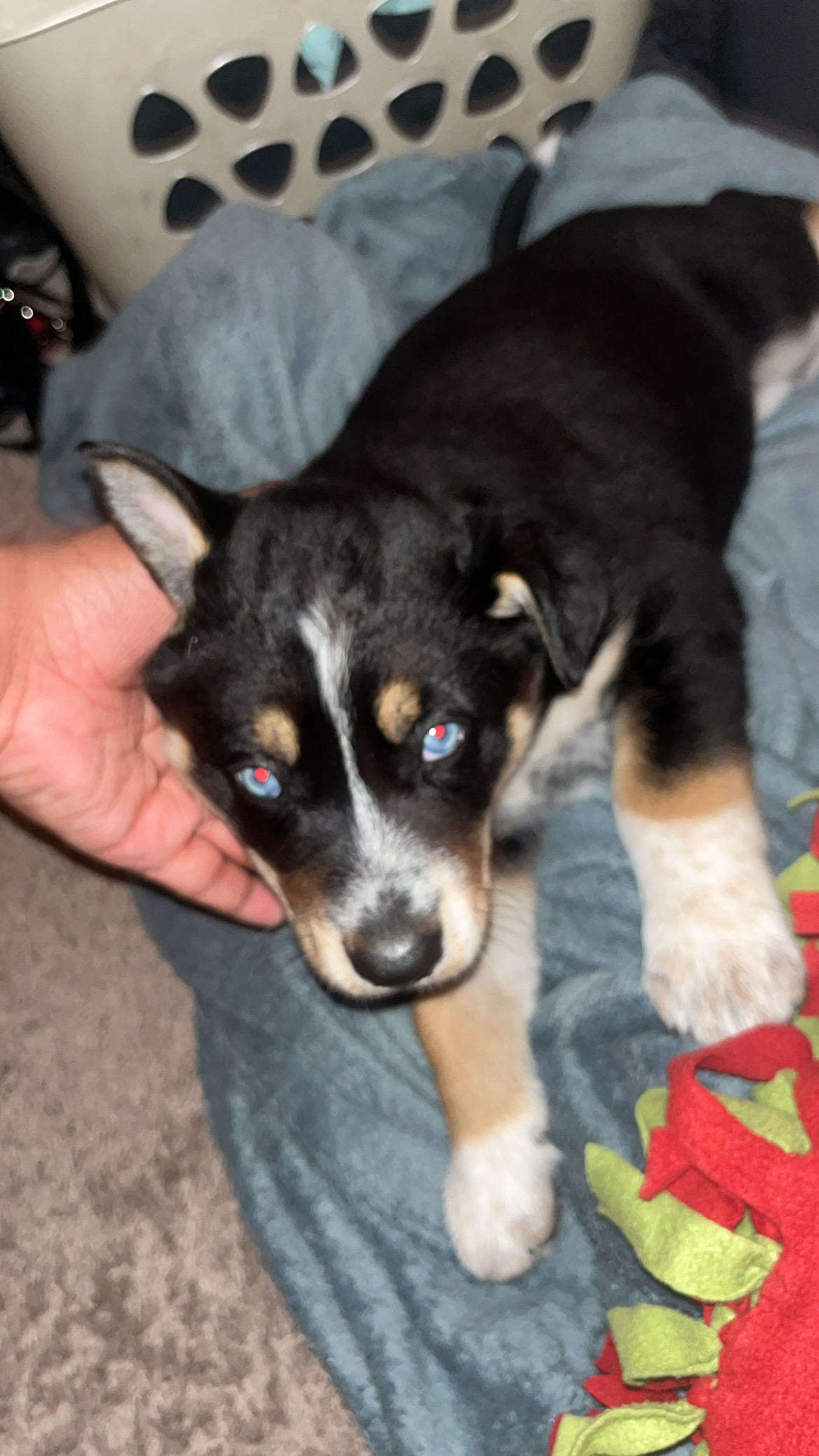 Rotwiler husky mix puppy’s